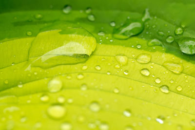 Close-up of raindrops on green leaves