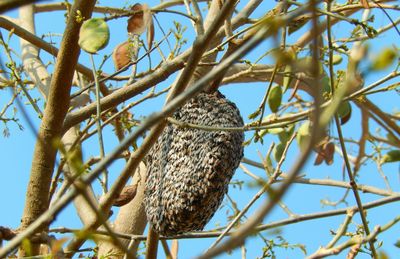 Low angle view of bird perching on tree against sky