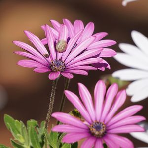 Close-up of pink cosmos flower