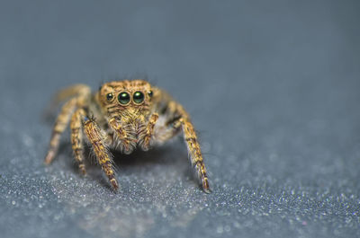 Close-up of spider on table