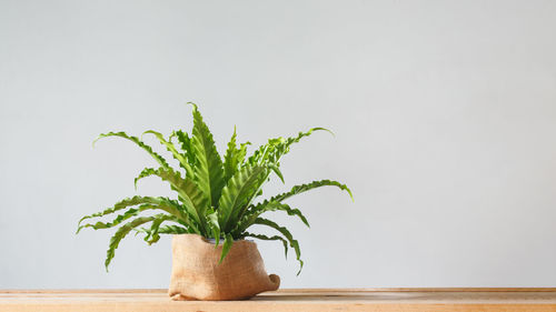 Close-up of potted plant on table against white background