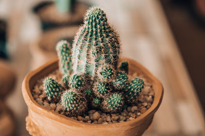 Close-up of succulent plant in pot