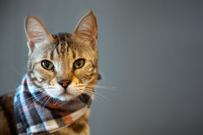 Close-up portrait of a cat. isolated gray background.