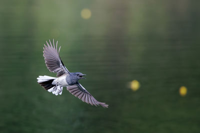flying