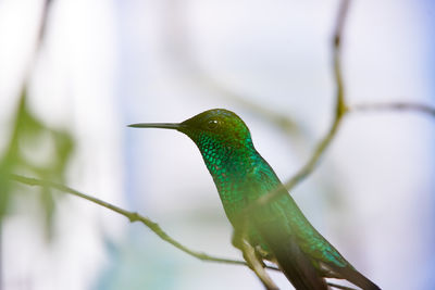 Close-up of bird perching on leaf