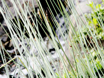 Close-up of fresh grass in field