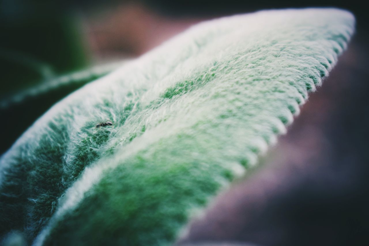 CLOSE-UP OF FEATHER AGAINST BLURRED BACKGROUND