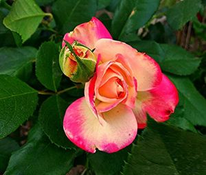 Close-up of pink flower
