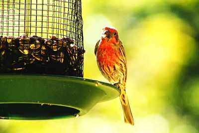 Close-up of bird perching on feeder
