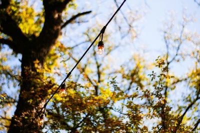 Low angle view of tree on branch against sky