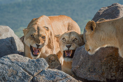 Two lionesses growl at another among rocks