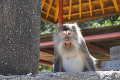 Mountain monkeys in lombok, west nusa tenggara