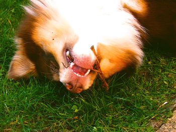 Close-up of a dog on field