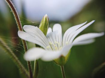 Close-up of white flowers