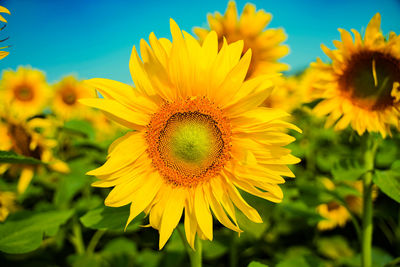 Close-up of sunflower on field