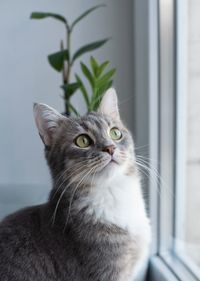 A gray cat is sitting on a white window sill by the window against a background of plants. portrait. 