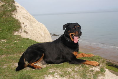 Rottweiler sticking out tongue while relaxing on cliff against sea
