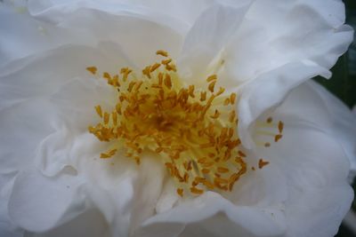 Close-up of white flower