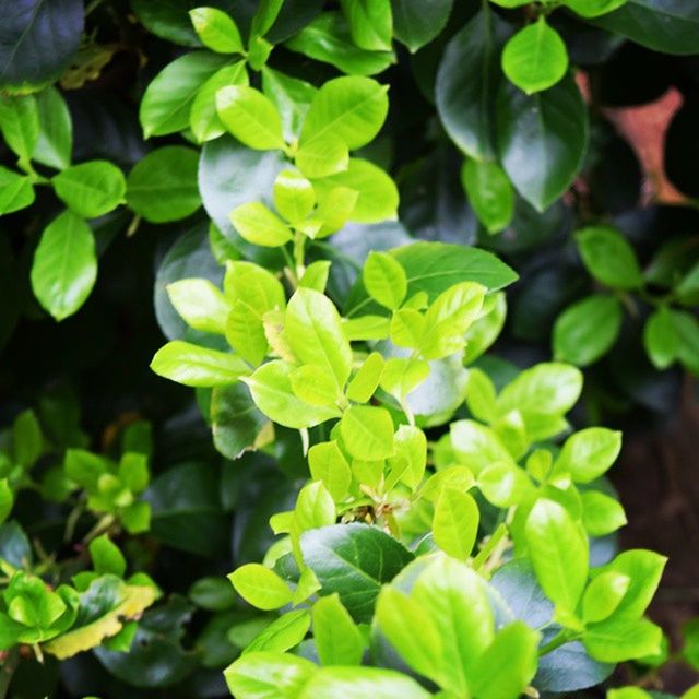 leaf, growth, green color, plant, nature, freshness, close-up, beauty in nature, focus on foreground, growing, green, day, leaves, outdoors, lush foliage, no people, tranquility, selective focus, botany, fragility