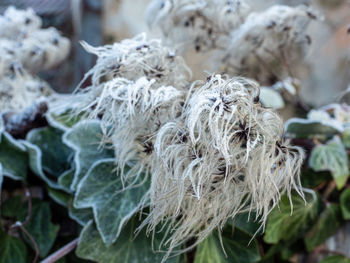 Close-up of frozen plant