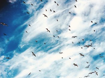 Low angle view of birds flying in sky