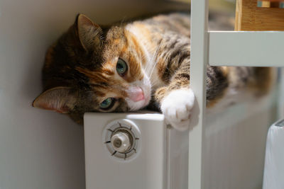 Playful cat rest on warm battery indoors. cute kitten lying on hot radiator in apartment feel cozy