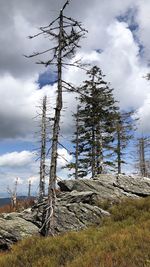 Trees on field against sky