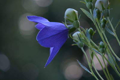 Close-up of purple flowers blooming outdoors