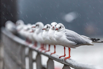 Close-up of seagulls in row on railing during rainy season