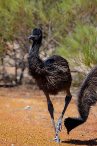 View of a young emu running