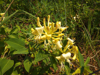 Close-up of yellow flowers blooming in field