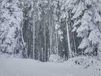 Frozen trees in forest during winter