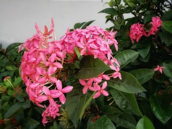 Close-up of pink flowering plants