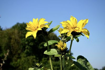 Close-up of yellow flowering plant against clear sky