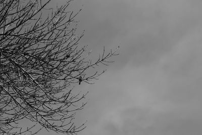 Low angle view of bare tree against sky