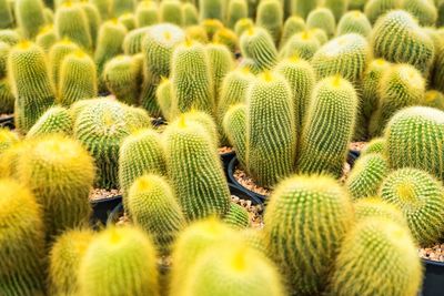 Beautiful cactus in flowerpot with sunlight for background and texture.