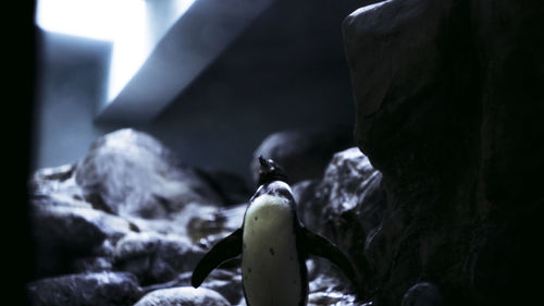 Close up of a pinguin