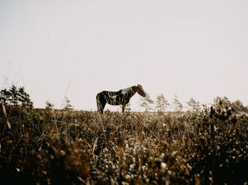 Horse standing on field against clear sky