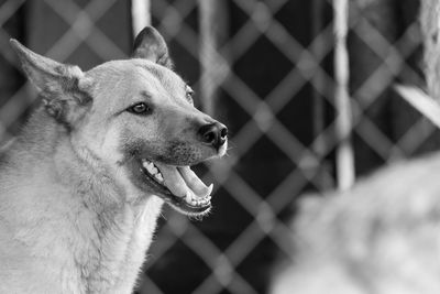 Close-up of dog looking away