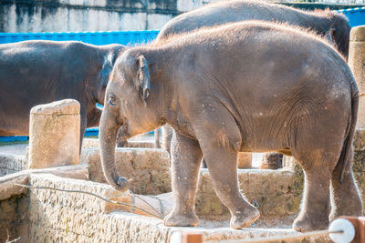 View of elephant drinking water from zoo