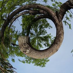 Low angle view of tree against sky