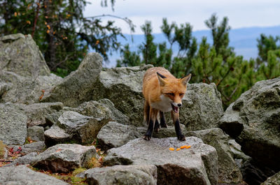 Fox on rocks
