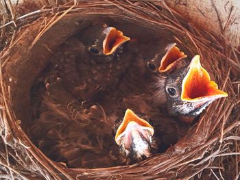 Close-up of young birds in nest