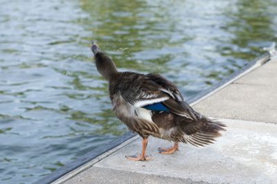 Close-up of bird perching on lake