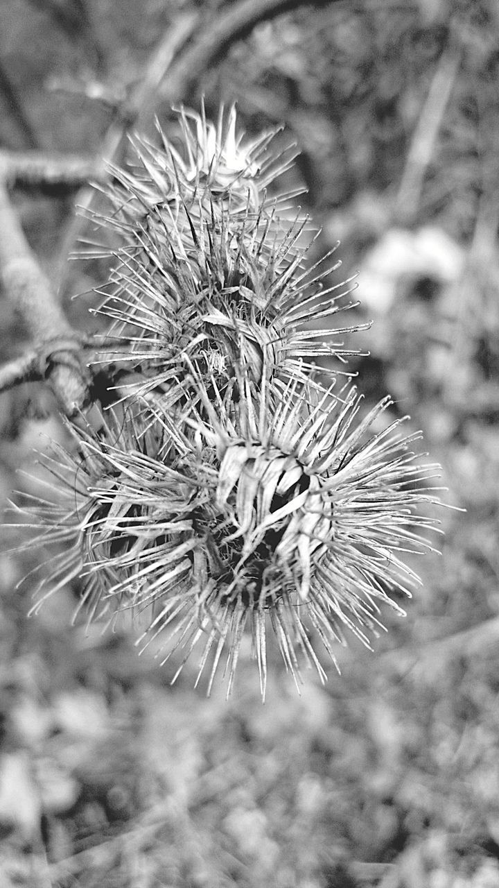 CLOSE-UP OF WILTED PLANT