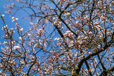 Low angle view of cherry blossom tree against sky