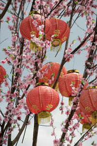 Low angle view of lanterns hanging on tree against sky
