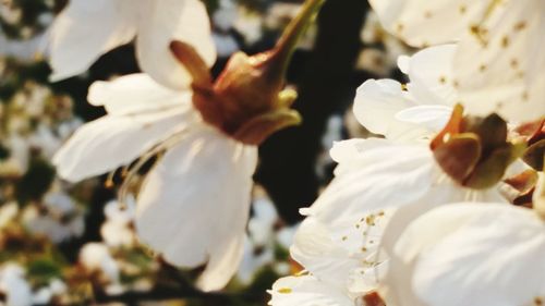 Close-up of white flowers