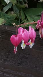 Close-up of pink flowering plant