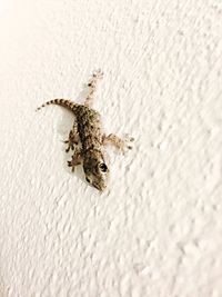 Close-up of insect on wall